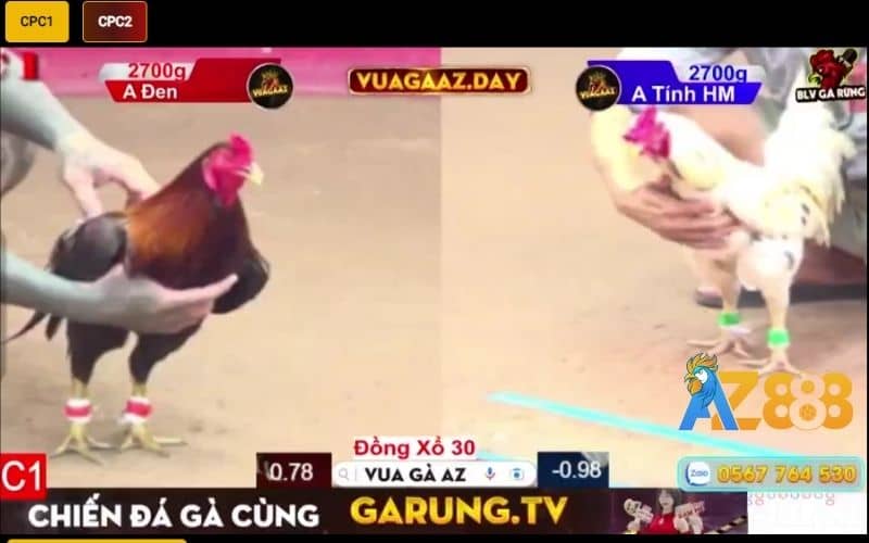 BLV Gà Rừng chuyên bình luận đá gà tại bồ CPC1 và CPC2 BLV Gà Rừng chuyên bình luận đá gà tại bồ CPC1 và CPC2