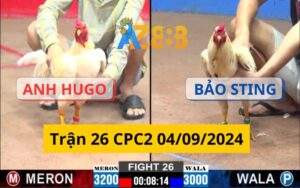 Trận 26 CPC2 04/09/2024 - Gà Bướm Của Bảo Sting Hạ Đo Ván Khi Đối Đầu Với Anh Hugo