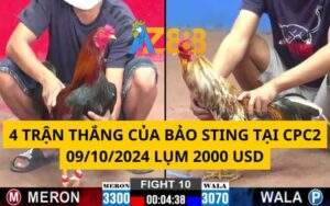 Tổng 4 Trận Thắng Của Bảo Sting Tại CPC2 09/10/2024 Lụm 2000 USD