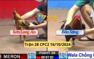Trận 28 CPC2 Ngày 16/10/2024 Gà Bảo Sting Chồng Độ Hạ Đối Thủ Dễ Dàng