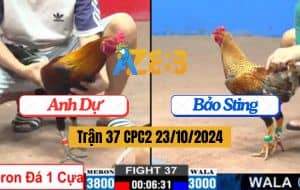 Trận 37 CPC2 Ngày 23/10/2024 Gà Bảo Sting Đâm Gà Anh Dự Không Kịp Né