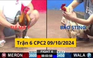 Trận 6 CPC2 09/10/2024 - Anh Tư Mã Ý Và Bảo Sting