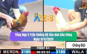 Tổng Hợp 3 Trận Chồng Độ Của Anh Bảo Sting Ngày 9/11/2024