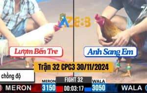 Trận 32 CPC3 30/11/2024 - Gà Anh Sang Em Hạ Knock-out Gà Anh Lượm