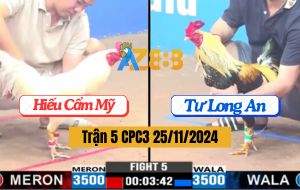 Trận 5 CPC3 25/11/2024 - Gà Anh Hiếu Cẩm Mỹ Đá 3 Chân Lụm Gần Tỏi