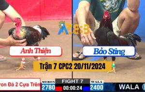 Trận 7 CPC2 20/11/2024 - Điều Trọc Đá 2 Cây Trên Lụm Anh Bảo Sting