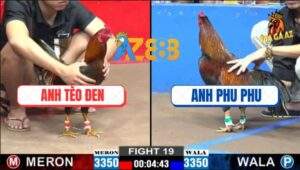 Trận 19 CPC2 15/12/2024 - Anh Tèo Đen Hạ Anh Phu Phu, Tỷ Số 1 - 1