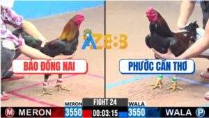 Trận 24 CPC3 6/12/2024 - Gà Anh Phước Cần Thơ Bị Hạ Bằng Chân Xạo Lờ