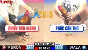Trận 14 CPC1 6/1/2025 - Gà Anh Phúc Đâm Gà Anh Chiến Gỡ Cựa Không Kịp