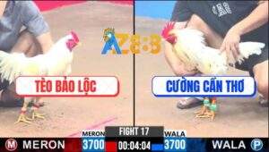 Trận 17 CPC3 4/1/2025 - Gà Úa Của Anh Tèo Bảo Lộc Có Chân Phản Cực Hay