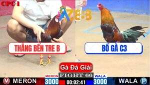 Trận 66 CPC1 16/1/2025 - Bồ Gà C3 Chia Giải Cùng Anh Thắng Bến Tre B