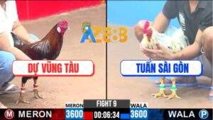 Trận 9 CPC3 14/1/2025 - Gà Anh Dư Đâm Gà Anh Tuấn Không Kịp Nhìn