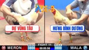 Trận 11 CPC2 23/2/2025 - Đám Úa Vũng Tàu Đâm Cựa Không Sót Chân Nào