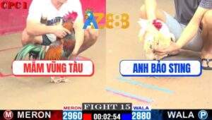 Trận 15 CPC1 22/2/2025 - Bướm Hiệu Anh Bảo Sting Bị Đá Quay Xe Chạy