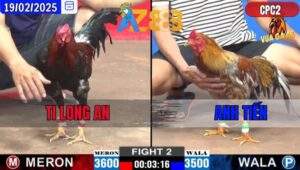 Trận 2 CPC2 19/2/2025 - Nài Gà Que Thổi Miệng Bị Sử Thua Giữa Chừng