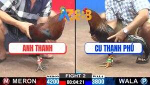 Trận 2 CPC2 21/2/2025 - Gà Xanh Kém 4 Chấm Đá Gà Đỏ Ói Đen Đầu