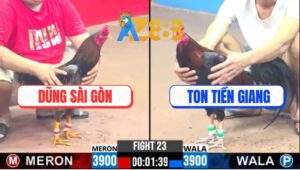 Trận 23 CPC3 23/2/2025 Gà Anh Ton Kết Liễu Gà Anh Dũng Trong Nháy Mắt