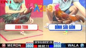 Trận 3 CPC1 25/2/2025 - Gà Điều Anh Ton Đá Gà Khét Anh Bình Tai Biến