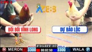 Trận 37 CPC1 15/2/2025 - Gà Bướm Của Anh Dự Bảo Lộc Đâm Không Rớt Chân