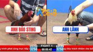 Trận 1 CPC2 30/3/2025 - Anh Bảo Sting Mở Bát Lụm Cái Xổ 100 Quá Đẹp