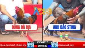 Trận 7 CPC1 21/3/2025 - Gà Điều Anh Bảo Sting Đá Chân Nào Dính Chân Đó