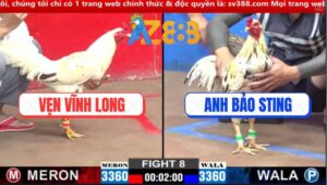 Trận 8 CPC2 2/3/2025 - Anh Vẹn Vĩnh Long hạ Đẹp Anh Bảo Sting