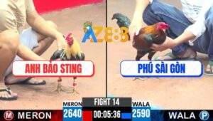 Trận 14 CPC3 22/4/2025 - Đám Chuối Anh Bảo Sting Đâm Cựa Như Chỉa