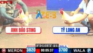 Trận 21 CPC2 27/4/2025 - Gà Úa Anh Bảo Sting Vùi Dập Gà Úa Anh Tý