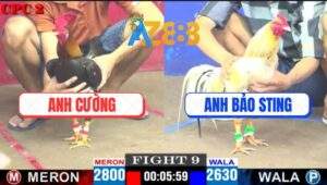 Trận 9 CPC2 18/4/2025 - Gà Điều Bú Bướm Hiệu Bảo Sting Té Xe Nhẹ Nhàng