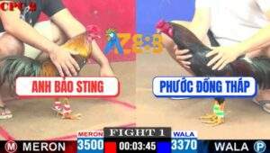 Trận 1 CPC2 4/5/2025 - Que Cọp Anh Bảo Sting Đá Chân Nào Cũng Đâm