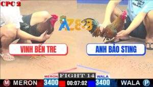 Trận 14 CPC2 9/5/2025 - Gà Cú Anh Bảo Sting Có Chân Cứu Chủ