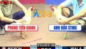 Trận 34 CPC2 23/5/2025 - Bướm Anh Bảo Sting Nhỏ Mà Đâm Bự Lên Đường