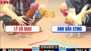 Trận 1 CPC2 1/6/2025 - Bướm Hiệu Bảo Sting Kém 2 Chấm Đá Điều Gãy Cổ