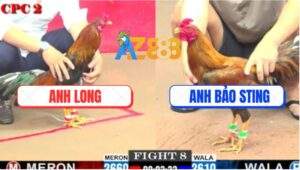 Trận 8 CPC2 1/6/2025 - Bổn Khét Nhập Anh Bảo Sting Đá Như Máy Điện