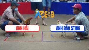 Trận 1 Anh Bảo Sting Tại Bồ Gà Ton Hon Ngày 6/7/2025