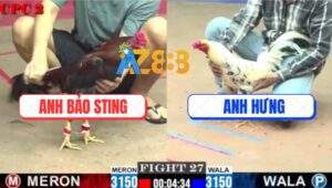 Trận 27 CPC2 20/7/2025 - Bướm Đá Như Đóng Đinh Vào Lưng Gà Bảo Sting