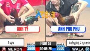 Trận 52 CPC3 12/7/2025 - Gà Phu Phu Chống Độ Đá Đối Thủ Chạy Mất Dép