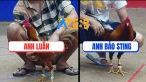 Trận 6 Bồ Ton Hon 6/7/2025 - Khét Cọp Anh Bảo Sting Đâm Cựa Bao Thấm