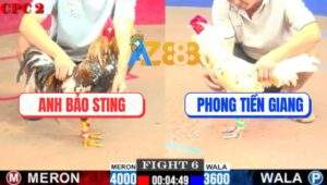 Trận 6 CPC2 9/7/2025 - Gà Cú Anh Bảo Sting Bắt Bướm Hốt Hơn 1 Tỷ