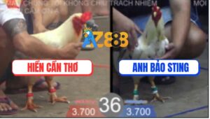 Trận 36 TonHon 27/8/2025 - Bướm Hiệu Bảo Sting Dí Đỏ Chạy Vòng Quanh