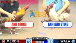 Trận 29 CPC2 6/8/2025 - Bướm Hiệu Bảo Sting Nhỏ Mà Đâm Cựa Như Sát Thủ