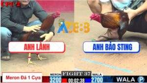 Trận 37 CPC2 6/8/2025 - Gà Anh Lành Đứng Yên Cho Gà Bảo Sting Tập Đá