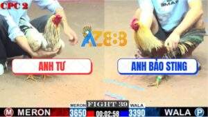 Trận 39 CPC2 6/8/2025 - Xám Chuối Bảo Sting Đá Gà Bướm Chạy Trối Chết