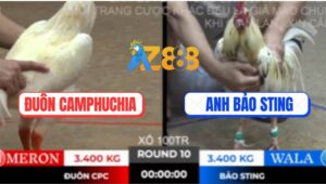 Trận 10 Ton Hon 10/10/2025 - Bướm Hiệu Bảo Sting Tải Cựa Quá Đẳng Cấp