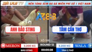 Trận 12 TonHon 18/10/2025 - Anh Bảo Sting Thua 7 Trận Liên Tiếp