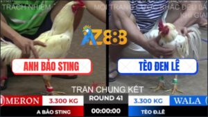 Trận 41 Ton Hon 10/10/2025 - Tèo Đen Lê Hạ Bảo Sting Lên Ngôi Vô Địch