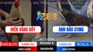 Trận 6 Ton Hon 10/10/2025 - Anh Mên Phục Thù Anh Bảo Sting Thành Công