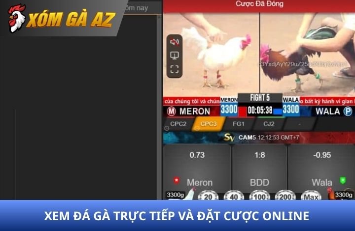 Xem đá gà trực tiếp và đặt cược online Xem đá gà trực tiếp và đặt cược online